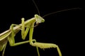 Giant Asian Praying Mantis Royalty Free Stock Photo