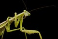 Giant Asian Praying Mantis