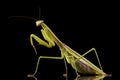 Giant Asian Praying Mantis Royalty Free Stock Photo