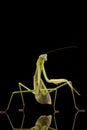 Giant Asian Praying Mantis Royalty Free Stock Photo
