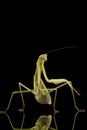 Giant Asian Praying Mantis