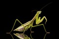 Giant Asian Praying Mantis Royalty Free Stock Photo