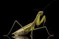 Giant Asian Praying Mantis Royalty Free Stock Photo