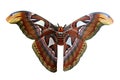 Giant Atlas Moth Royalty Free Stock Photo