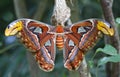 Giant Atlas Moth Royalty Free Stock Photo