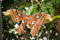 Giant Atlas Moth-aka orange butterfly n green leaf, close up beautiful giant butterfly Royalty Free Stock Photo