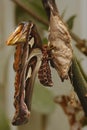 Giant Atlas Moth