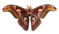 Giant atlas silk moth, Attacus atlas, is isolated on white background Royalty Free Stock Photo