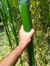 Giant bamboo foot, macro photo