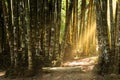 Giant bamboo forest