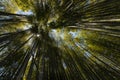 Giant bamboo growing in forest