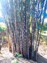 Giant bamboo of the Philippines