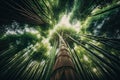 giant bamboo tree towering over lesser trees and plants