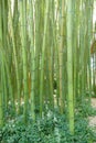 Giant bamboos in a botanic garden