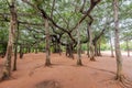 Giant Banyan tree in Auroville, South India Royalty Free Stock Photo