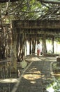 Giant banyan tree grove in Thailand