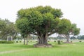 giant banyan tree Planted in concrete pots. Royalty Free Stock Photo