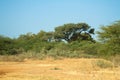 Giant baobab in senegal