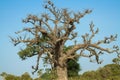 Giant baobab in senegal