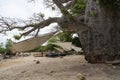 A Giant baobab stands near the water on Pemba Island, Zanzibar. White Sails of Fisherman Dhow Traditional Wooden Boats