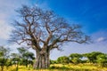 Giant baobab tree in front of savannah landscape and blue sky