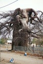 Giant baobab tree