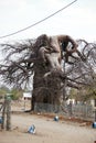 Giant baobab tree