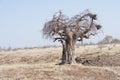 Giant Baobab Tree with Weaver Nests on an African Plain