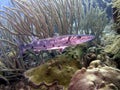 Giant Barracuda