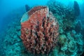 Giant barrel sponge Royalty Free Stock Photo