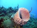 Giant barrel sponge Royalty Free Stock Photo
