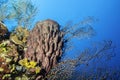 Giant Barrel Sponge Coral Reef Wall Royalty Free Stock Photo