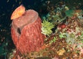 Giant barrel sponge with tomato grouper Royalty Free Stock Photo