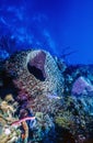 Giant barrel sponge Royalty Free Stock Photo