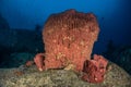 Huge Barrel sponge coral Xestospongia testudinaria in a tropical deep blue water of Andaman sea Royalty Free Stock Photo