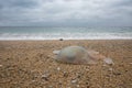 Washed up Barrell Jellyfish Royalty Free Stock Photo