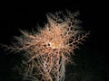 Giant Basket Star Royalty Free Stock Photo
