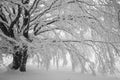 Giant beech tree covered by snow in the park of Monte Cucco, Umbria Royalty Free Stock Photo