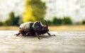 Giant beetle beetle, an unusual insect beetle with a horn at sun