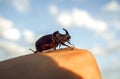 Giant beetle beetle, an unusual insect beetle with a horn at sun