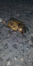 Giant beetle