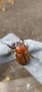 A giant beetle in my arm Royalty Free Stock Photo