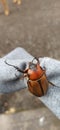 A giant beetle in my arm