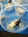 Giant beetle on sale in Sanpatong buffalo market in Chiang Mai Thailand.