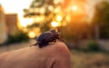 Giant beetle beetle, an unusual insect beetle with a horn at sun