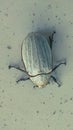 giant beetle with a whitish body color