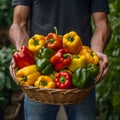 Giant bell peppers in a basket held by a gardener