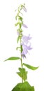 Giant bellflower or Campanula latifolia isolated on white