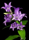 Giant bellflowers Campanula latifolia on a black background