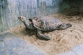 Giant big galapgos earth tortoise turtle on the floor
